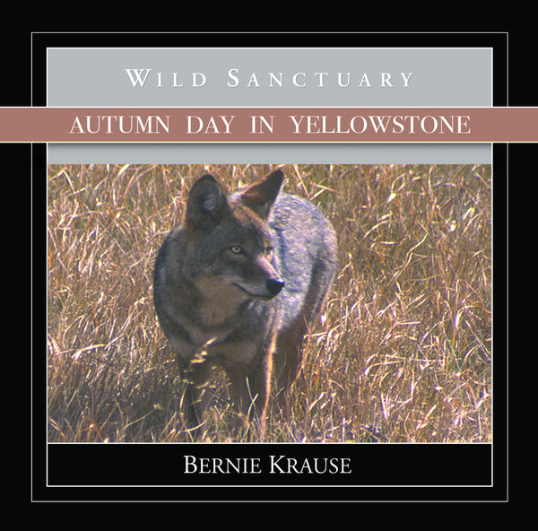 Autumn Day In Yellowstone